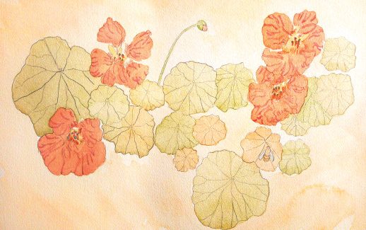 Denis Bourion - Aquarelle, Fleur